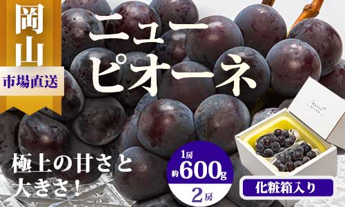 【令和7年発送・先行予約】岡山県産　ニューピオーネ（1房600g以上）2房　化粧箱入り