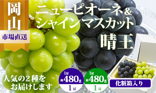 【令和7年発送・先行予約】岡山県産　詰合/ニューピオーネ(480ｇ以上）１房・シャインマスカット晴王(480ｇ以上)１房　化粧箱入り