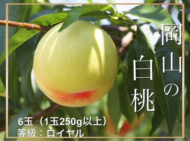 【令和7年発送・先行予約】岡山県産　白桃（1玉250ｇ以上）6玉　等級：ロイヤル　化粧箱入り