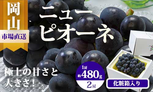 【令和7年発送・先行予約】岡山県産　ニューピオーネ（1房480g以上）2房（約1kg）　化粧箱入り