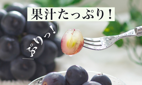 【令和7年発送・先行予約】岡山県産　ニューピオーネ（1房600g以上）2房　化粧箱入り