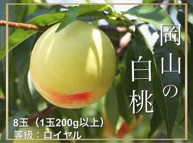 【令和６年発送・先行予約】岡山県産　白桃（1玉200ｇ以上）8玉　等級：ロイヤル　化粧箱入り