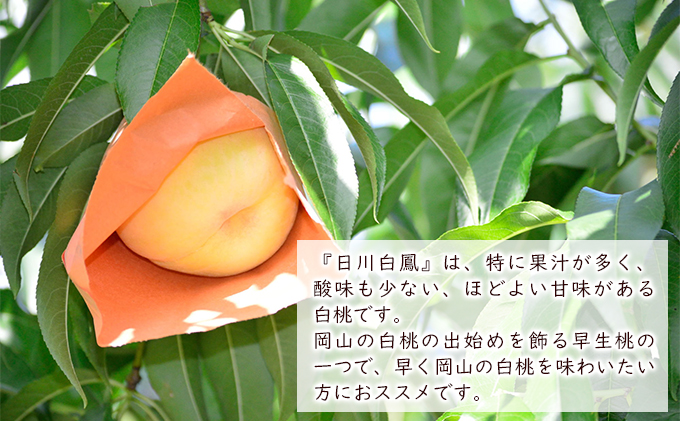 桃 2024年 先行予約 日川白鳳（白桃）約1.5kg（5～7玉） 岡山県 フルーツ もも 桃 モモ ピーチ 人気 新鮮 フルーツ 桃 デザート フルーツ もも 桃 モモ ギフト くだもの 桃 もも 果物 フルーツ 桃 もも