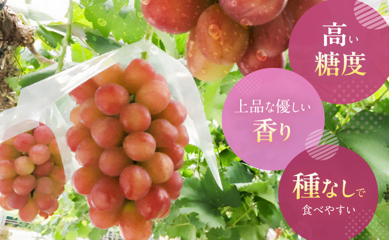 【2026年先行予約】 ぶどう 岡山県産 皮ごと 食べられる マスカット ビオレ 種無し 約2kg （3～5房）  《2026年9月下旬-10月下旬頃出荷》 葡萄 ブドウ フルーツ 果物 数量限定 期間限定 岡山 里庄町 