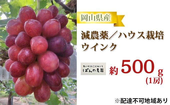 ぶどう 2026年 先行予約 ウインク 1房 約500g 減農薬／ハウス栽培 ブドウ 葡萄 岡山県産 国産 フルーツ 果物 ギフト ばんの農園