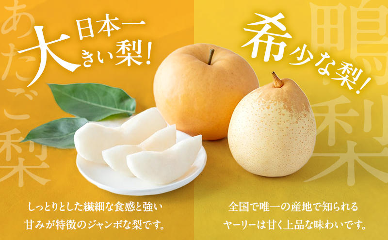 梨 2026年 先行予約 あたご梨・鴨梨（ヤーリー）詰合せ 合計約4.5kg あたご2～3玉 鴨梨3～7玉 贈答箱【11月下旬～12月中旬頃発送】 ナシ なし 岡山県産 国産 フルーツ 果物 ギフト 石原果樹園 