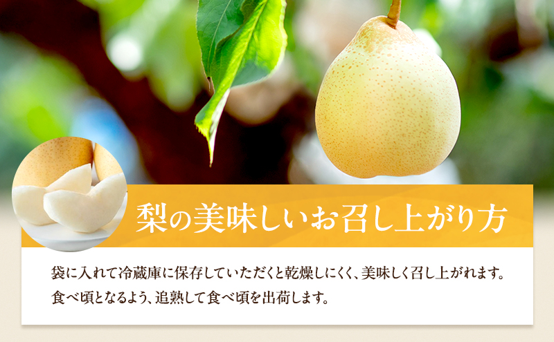 梨 2026年 先行予約 備前乙女梨（鴨梨） 5～6玉 合計約3kg【11月下旬～12月中旬頃発送】 ナシ なし 岡山県産 国産 フルーツ 果物 ギフト 石原果樹園 