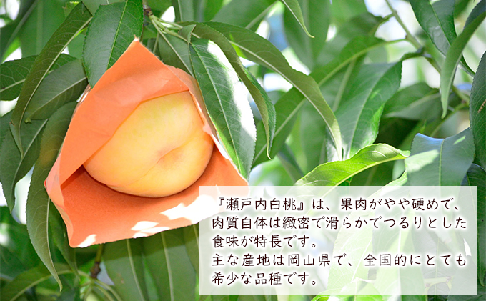 【2025年先行予約】 桃 岡山県産 瀬戸内 白桃 約1.5kg 5～7玉 《2025年8月中旬-下旬頃出荷》 白桃 岡山 はくとう スイーツ フルーツ 果物 先行予約 数量限定 期間限定 岡山 里庄町 モモ もも 桃