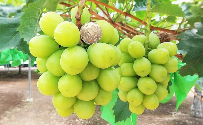 縲2026蟷エ蜈郁。御コ育エ縲 縺カ縺ゥ縺 螟上→蜀ャ縺ョ 雍豐「 繧キ繝」繧、繝ウ繝槭せ繧ォ繝繝 7譛医→12譛医↓蛻縺代※ 縺雁ア翫¢ シ 闡。關 繝悶ラ繧ヲ 蟯。螻ア逵檎肇 繝輔Ν繝シ繝 譫懃黄 謨ー驥城剞螳 譛滄俣髯仙ョ 蟯。螻ア 驥悟コ逕コ