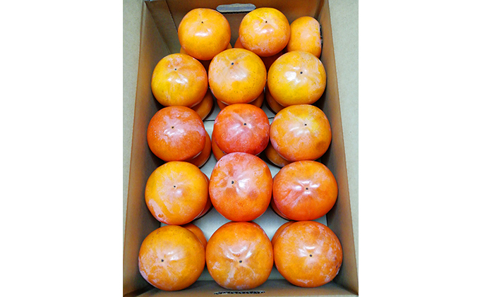 仁科農園産 富有柿(レギュラー、中)  ６kg箱(30～35個前後入り)