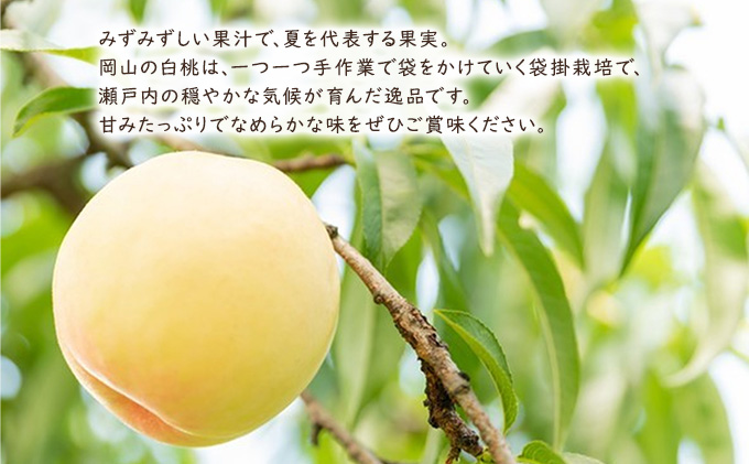 桃 2024年 先行予約 白麗（白桃）約2kg（6～7玉） もも モモ 岡山県産 国産 フルーツ 果物 ギフト やまか難波農園