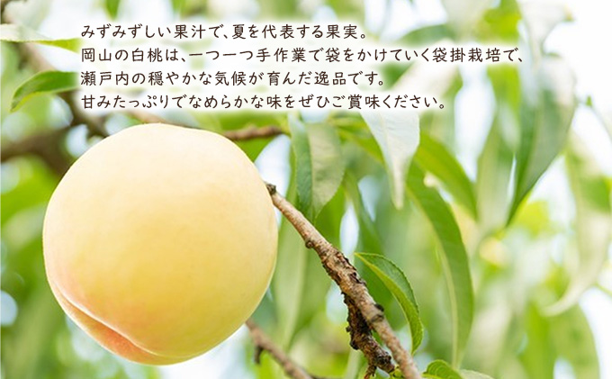 桃 【 2025年 先行予約 】 岡山県産 白麗 （ 白桃 ） 約2kg（6～7玉） 白桃 岡山 はくとう フルーツ 果物 先行予約 数量限定 期間限定 里庄町 モモ もも 