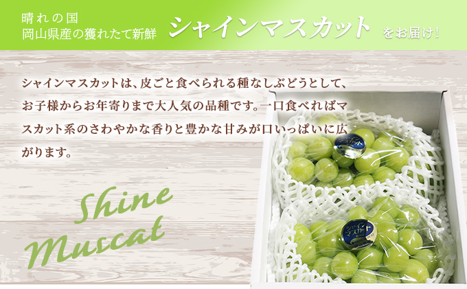 【2025年先行予約】 ぶどう 岡山県産 シャインマスカット 1.2kg以上(2房)《2025年9月上旬-下旬頃出荷》 葡萄 ブドウ 岡山県産 フルーツ 果物 数量限定 期間限定 岡山 里庄町 ブドウ