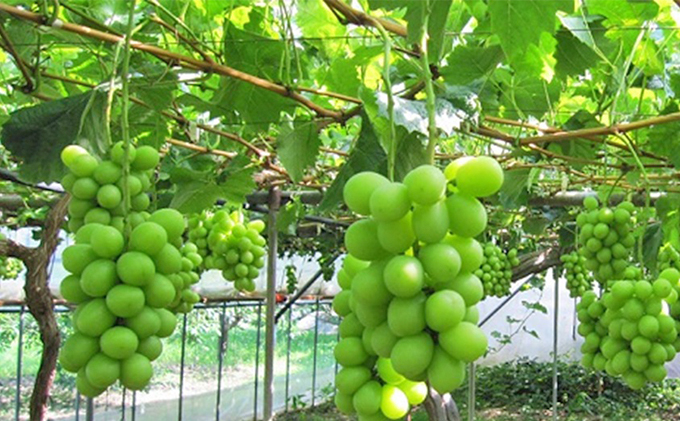 ぶどう 2024年 先行予約 たたらみねらる シャインマスカット 2kg以上（3～5房） 岡山県産 葡萄 果物 フルーツ