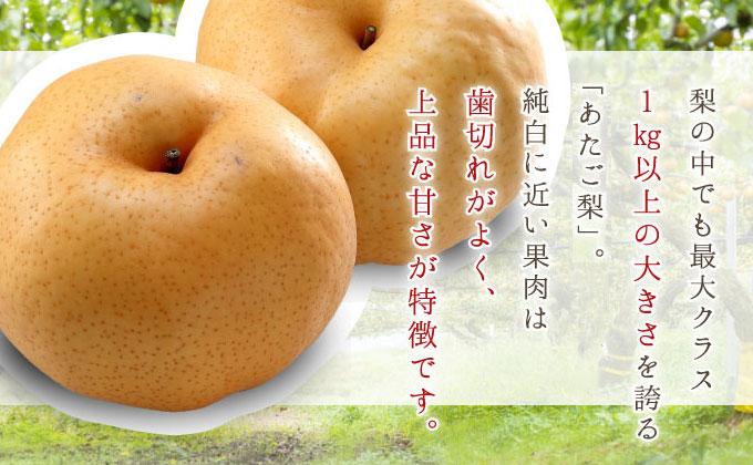 梨 あたご梨 3～6玉 約4kg なし ナシ  岡山県産 国産 フルーツ 果物 ギフト