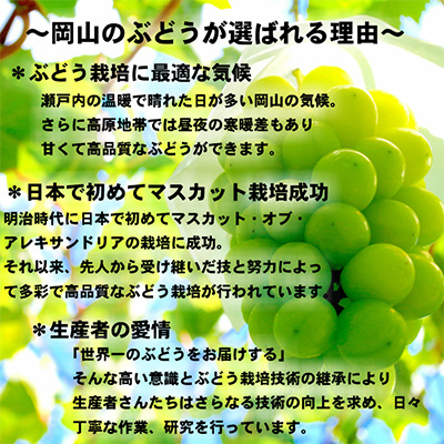 ぶどう2026年 先行予約 岡山 名産 晴王 シャイン マスカット たっぷり2kg！9月上旬以降順次発送 ギフトにも ブドウ 葡萄 岡山県産 国産 フルーツ 果物 ギフト用 贈答用 皮ごと 種なし 産地直送 