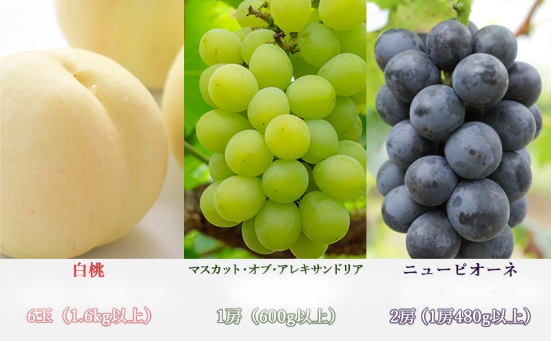 æ¡ ã¶ã©ã 梚 å®æäŸ¿ 2026幎 å
è¡äºçŽ æŽãã®åœ 岡山 ã® ãã«ãŒã å®æäŸ¿ 6åã³ãŒã¹ ãã è¡è ãªã 岡山çç£ åœç£ ã»ãã ã®ãã çœæ¡ ã¢ã¬ããµã³ããªã¢ ãã¥ãŒããªãŒã ã·ã£ã€ã³ãã¹ã«ãã ãããæ¢š