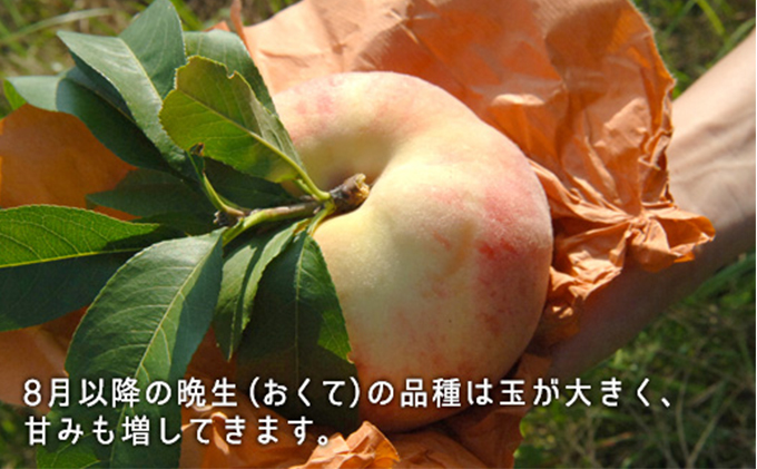 桃 2024年 先行予約 白桃 晩生種 大玉 約2.2kg 6～7玉 岡山県 フルーツ もも 桃 モモ ピーチ 人気 新鮮 フルーツ 桃 デザート フルーツ もも 桃 モモ ギフト くだもの 桃 もも 果物 フルーツ 桃 もも