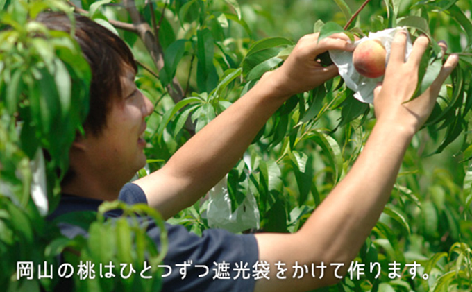 桃 2024年 先行予約 桃 早生種 約900g 5～6玉 岡山県 フルーツ もも 桃 モモ ピーチ 人気 新鮮 フルーツ 桃 デザート フルーツ もも 桃 モモ ギフト くだもの 桃 もも 果物 フルーツ 桃 もも
