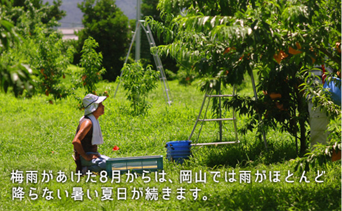 桃 2026年 先行予約 白桃 晩生種 大玉 約2.2kg 6～7玉 もも モモ 岡山県産 国産 フルーツ 果物 ギフト 