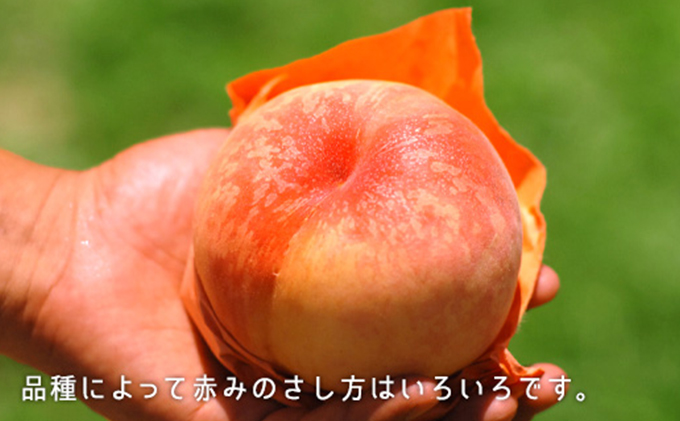 桃 2024年 先行予約 白桃 晩生種 約1.3kg 5～6玉 岡山県 フルーツ もも 桃 モモ ピーチ 人気 新鮮 フルーツ 桃 デザート フルーツ もも 桃 モモ ギフト くだもの 桃 もも 果物 フルーツ 桃 もも