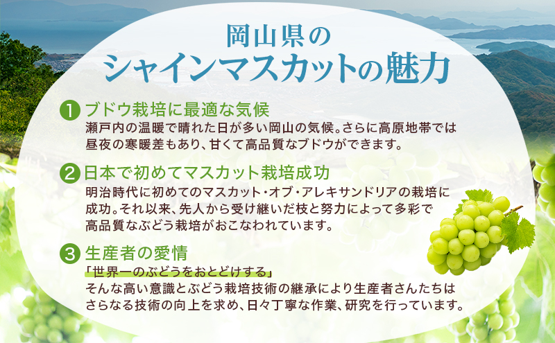 ぶどう 2026年 先行予約 シャイン マスカット 晴王 3房～6房 約2kg 8月下旬～11月下旬発送 ブドウ 葡萄 岡山県産 国産 フルーツ 果物 ギフト 