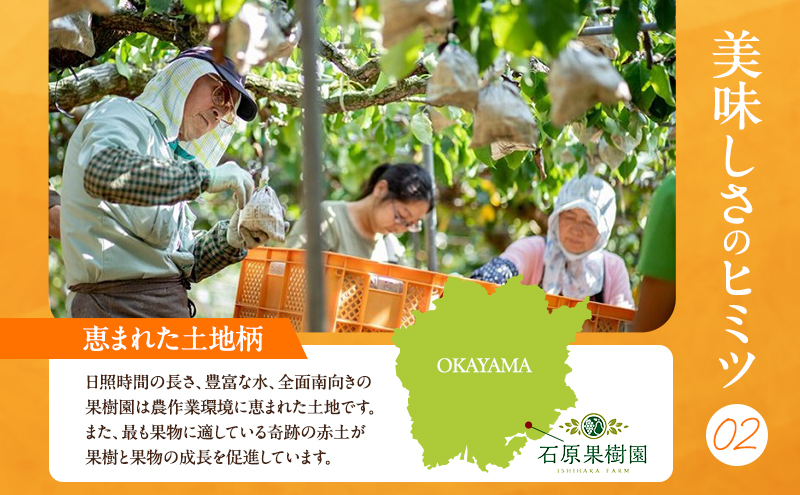 梨 2026年 先行予約 あたご梨 3～9玉 合計約4.5kg 贈答箱【11月下旬～12月中旬頃発送】 ナシ なし 岡山県産 国産 フルーツ 果物 ギフト 石原果樹園 