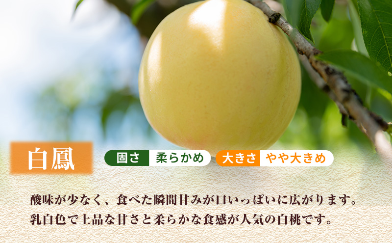 【2025年先行予約】 桃 岡山県産 白鳳 （ 白桃 ） 約2kg（6～8玉）  《2025年7月上旬-中旬頃出荷》 白桃 岡山 はくとう スイーツ フルーツ 果物 先行予約 数量限定 期間限定 岡山 里庄町 モモ もも 桃