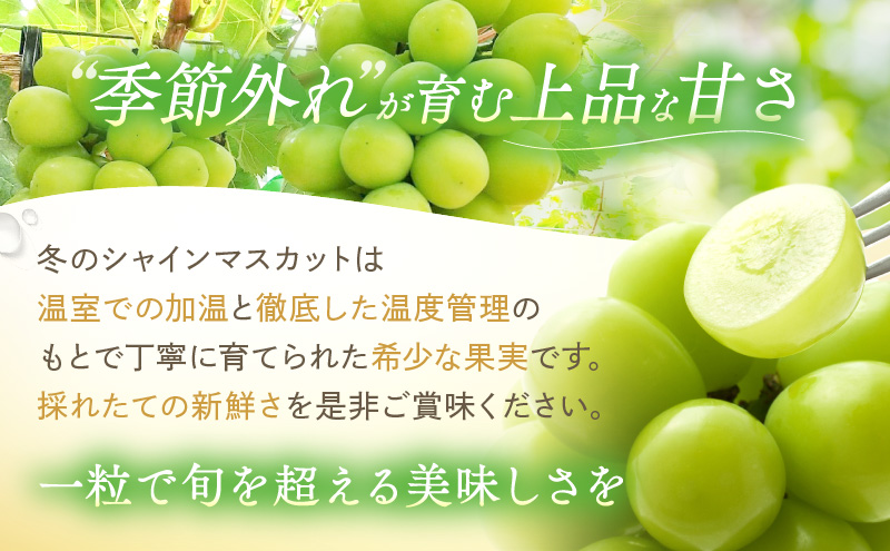 【2026年先行予約】 ぶどう 冬の贅沢 シャインマスカット 2房(1.4kg以上：1房700g以上×2箱）【11月20日から12月12日の期間に発送】 葡萄 ブドウ 岡山県産 フルーツ 果物 数量限定 期間限定 岡山 里庄町 