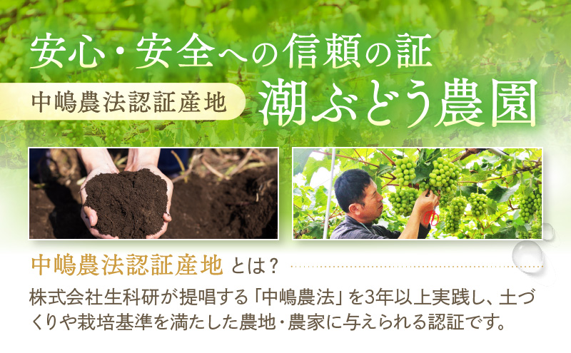 【2026年先行予約】 ぶどう 冬の贅沢 シャインマスカット 2房(1.4kg以上：1房700g以上×2箱）【11月20日から12月12日の期間に発送】 葡萄 ブドウ 岡山県産 フルーツ 果物 数量限定 期間限定 岡山 里庄町 