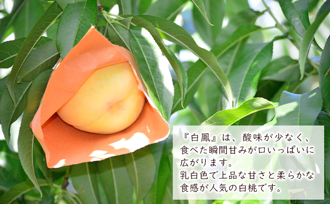 桃 2024年 先行予約 白鳳（白桃）約1.2kg（4～5玉） もも モモ 岡山県産 国産 フルーツ 果物 ギフト