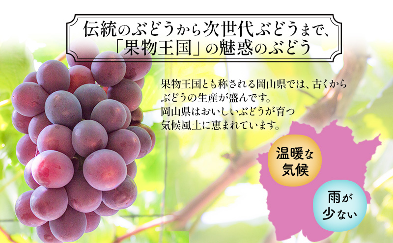 【2025年先行予約】 ぶどう 岡山県産 クイーンニーナ （ 種無し ）約2kg（3～5房） 《2025年9月上旬-下旬頃出荷》 葡萄 ブドウ フルーツ 果物 スイーツ 数量限定 期間限定 岡山 里庄町