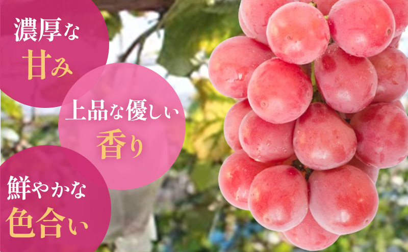 【2025年先行予約】 ぶどう 岡山県産 クイーンニーナ （ 種無し ）約2kg（3～5房） 《2025年9月上旬-下旬頃出荷》 葡萄 ブドウ フルーツ 果物 スイーツ 数量限定 期間限定 岡山 里庄町