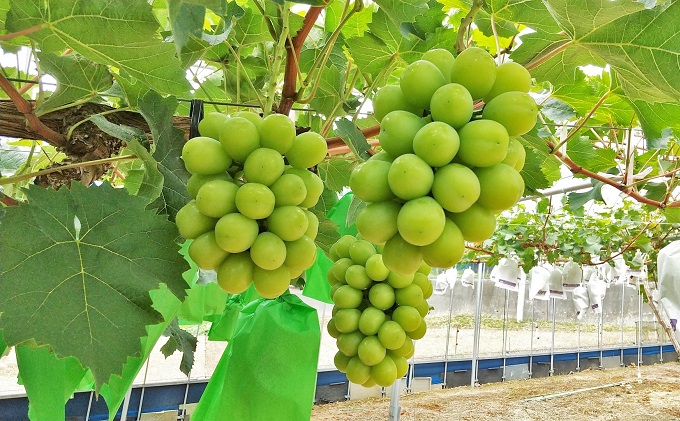 縲 2026蟷エ 蜈郁。御コ育エ 縲代カ縺ゥ縺 譎エ繧後ョ蝗ス 繧キ繝」繧、繝ウ繝槭せ繧ォ繝繝 2謌ソ 螳壽悄萓ソ 4蝗 繧ウ繝シ繧ケ 縲2026蟷エ7譛-10譛亥コ闕キ縲 闡。關 繝悶ラ繧ヲ 蟯。螻ア逵檎肇 繝輔Ν繝シ繝 譫懃黄 謨ー驥城剞螳 驥悟コ逕コ