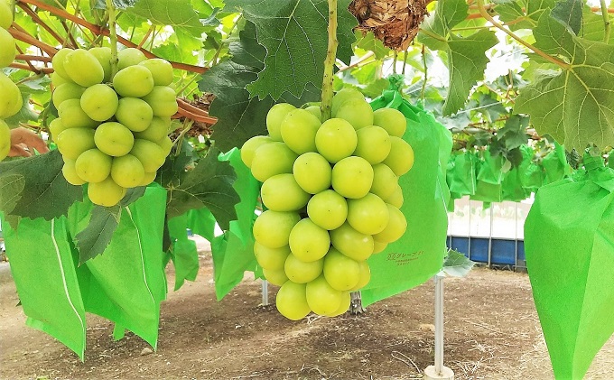 縲 2026蟷エ 蜈郁。御コ育エ 縲代カ縺ゥ縺 譎エ繧後ョ蝗ス 繧キ繝」繧、繝ウ繝槭せ繧ォ繝繝 2謌ソ 螳壽悄萓ソ 4蝗 繧ウ繝シ繧ケ 縲2026蟷エ7譛-10譛亥コ闕キ縲 闡。關 繝悶ラ繧ヲ 蟯。螻ア逵檎肇 繝輔Ν繝シ繝 譫懃黄 謨ー驥城剞螳 驥悟コ逕コ