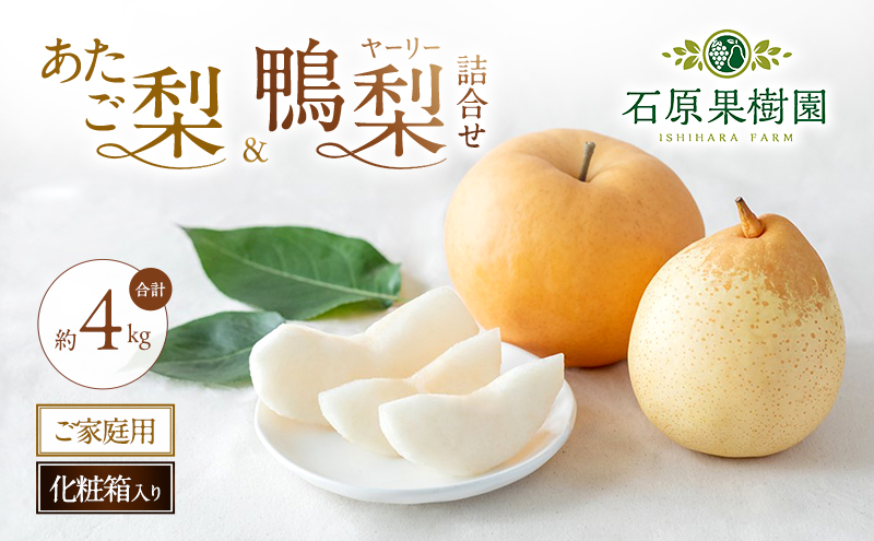 梨 2026年 先行予約 ご家庭用 あたご梨・鴨梨（ヤーリー）詰め合わせ 約4kg あたご梨2～3玉 ヤーリー3～6玉 化粧箱【11月下旬～12月中旬頃発送】 ナシ なし 岡山県産 国産 フルーツ 果物 石原果樹園