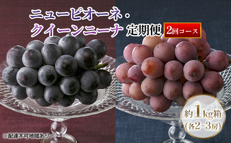 【定期便】【2026年先行予約】 ぶどう 岡山県産 ニューピオーネ ・ クイーンニーナ 1kg箱（各2～3房） 定期便 2回 《2026年8月下旬-9月中旬頃出荷》 葡萄 ブドウ 岡山県産 フルーツ 果物 数量限定