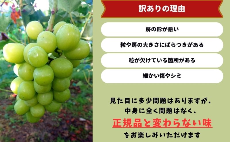 訳あり シャインマスカット 2房 合計1.1kg以上 産地直送 朝採れ ぶどう 葡萄 シャイン マスカット 岡山 Kawahara Green Farm 2025年