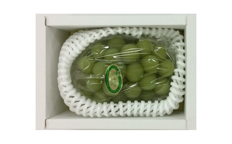 ぶどう 2026年 先行予約 シャイン マスカット 1房 約500g ブドウ 葡萄  岡山県産 国産 フルーツ 果物 ギフト