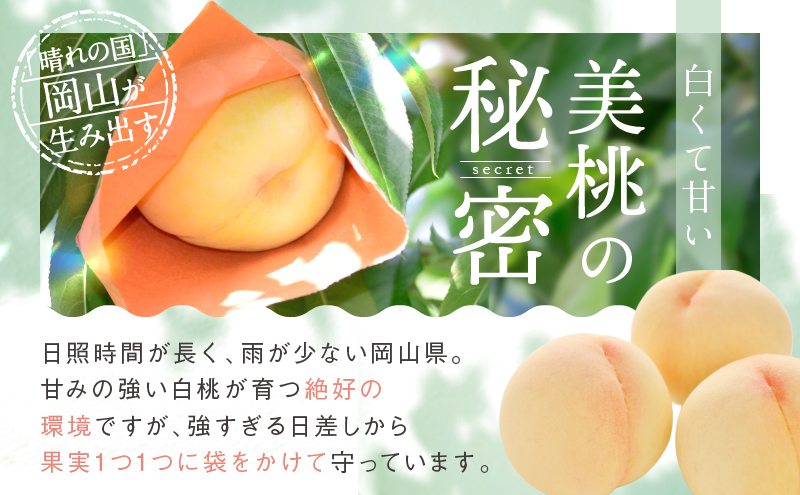 桃 2026年 先行予約 白桃 8玉 合計約2.0kg もも モモ 岡山県産 国産 フルーツ 果物 ギフト