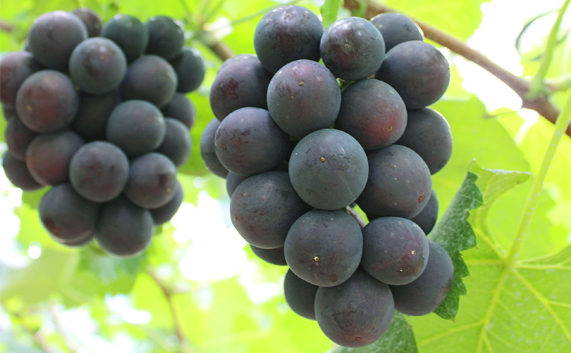 ぶどう 先行受付 2024年 オーロラブラック 2～3房 約1.2kg ブドウ 葡萄 岡山 国産 フルーツ 果物