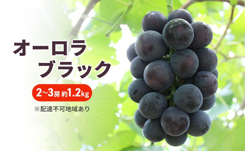 ぶどう 2026年 先行予約 オーロラブラック 2～3房 約1.2kg ブドウ 葡萄 岡山 国産 フルーツ 果物