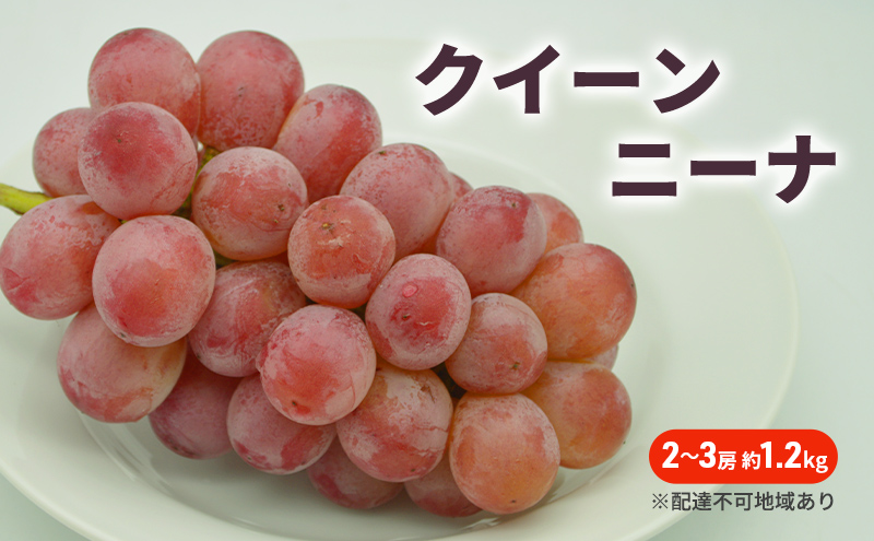 ぶどう 2026年 先行予約 クイーンニーナ 2～3房 約1.2kg ブドウ 葡萄 岡山 国産 フルーツ 果物