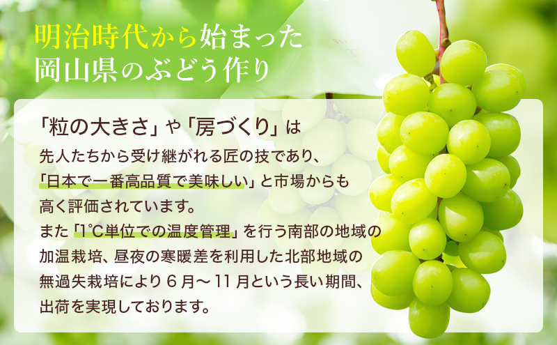 ぶどう 2024年 先行予約 シャイン マスカット 晴王 3房～6房 約1.5kg 8月下旬～10月下旬発送 ブドウ 葡萄  岡山県産 国産 フルーツ 果物 ギフト