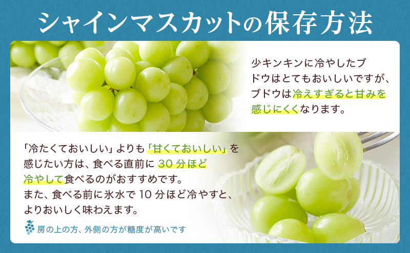 ぶどう 2026年 先行予約 シャイン マスカット 晴王 約400g×2房 8月下旬～11月下旬発送 ブドウ 葡萄 岡山県産 国産 フルーツ 果物 ギフト 