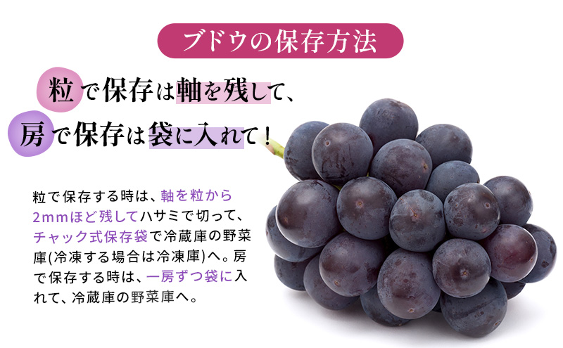 【2026年先行予約】 ぶどう 岡山県産 クイーンニーナ （ 種無し ）約2kg（3～5房） 《2026年9月上旬-下旬頃出荷》 葡萄 ブドウ フルーツ 果物 スイーツ 数量限定 期間限定 岡山 里庄町 大粒 赤色 