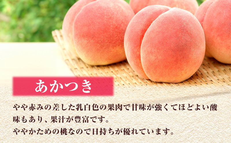 【 2025年 先行予約 】桃 岡山県産 岡山 の桃 2種 食べ比べ プラン 2回 コースB ( 加納岩白桃 ・ あかつき 各1.5kg) 《2025年6月下旬-7月中旬頃出荷》 フルーツ もも モモ ギフト 果物 旬 定期便