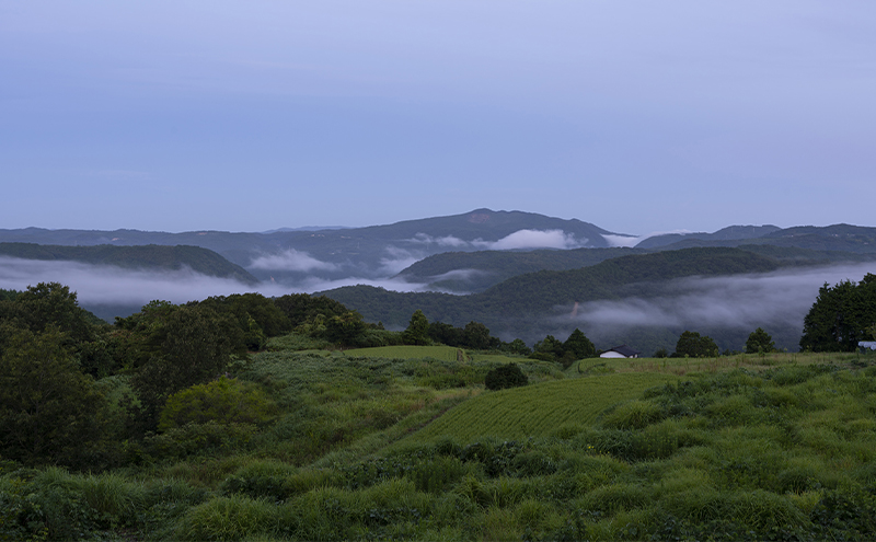 【2025年先行予約】 ぶどう 岡山県産 シャインマスカット  1房箱（約800g） 《2025年10月中旬-11月下旬頃出荷》 葡萄 ブドウフルーツ 果物 スイーツ 数量限定 期間限定 岡山 里庄町 ブドウ ぶどう 葡萄