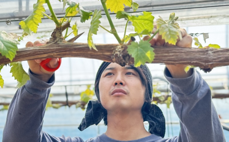 ぶどう 2026年 先行予約 【平均糖度20度】 農家こだわりの シャイン マスカット 2房 合計約1.0kg 贈答クラス ブドウ 葡萄 岡山県産 国産 フルーツ 果物 ギフト 【 Nini farm 農家 直送 】