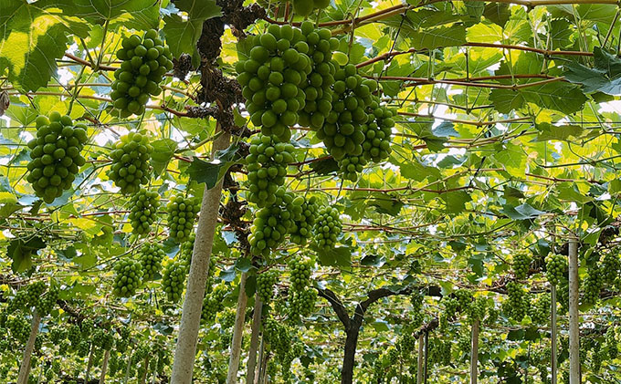 ぶどう 2026年 先行予約 【平均糖度20度】 農家こだわりの シャイン マスカット 2房 合計約1.2kg 贈答クラス ブドウ 葡萄 岡山県産 国産 フルーツ 果物 ギフト 【 Nini farm 農家 直送 】